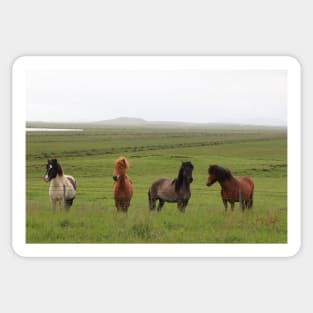 Icelandic Horses in an Open Field Sticker